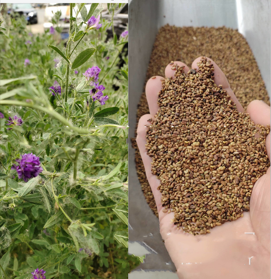 江苏草籽公司批发紫花苜蓿种子 紫花苜蓿 牧草草多年生牧草-阿里巴巴