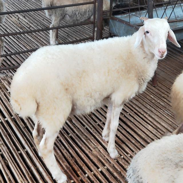 鲁西南小尾寒羊 种羊肉羊母羊小羊苗羊羔 大规模养殖可大规模供应