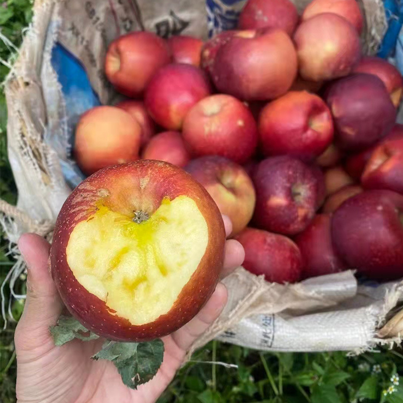大凉山丑苹果盐源冰糖心丑苹果当季新鲜水果现摘现发5斤装8斤装