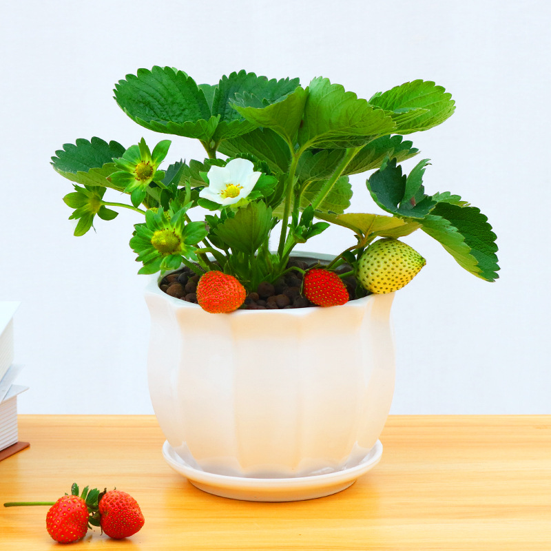 草莓苗带果带花甜奶油大草莓种籽子奶油带土发货草莓秧苗四季