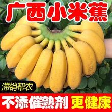 广西新鲜酸甜鸡蕉小香蕉应季孕妇水果蕉一整箱跨境混批
