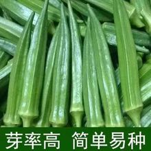 原厂黄秋葵种子红秋葵种子四季播 特色蔬菜 营养蔬菜四季易种。