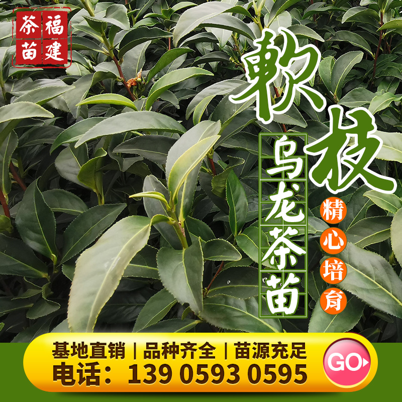 福建 软枝乌龙 茶苗台湾高山乌龙矮脚金萱金牡丹黄观音青心乌龙