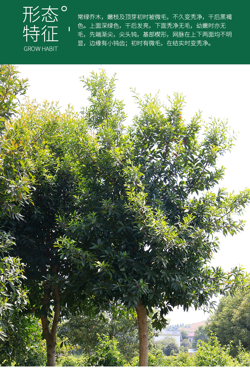 湖南杜英乔木基地苗木直供杜英树截杆移植杜英绿化行道树木桩批发