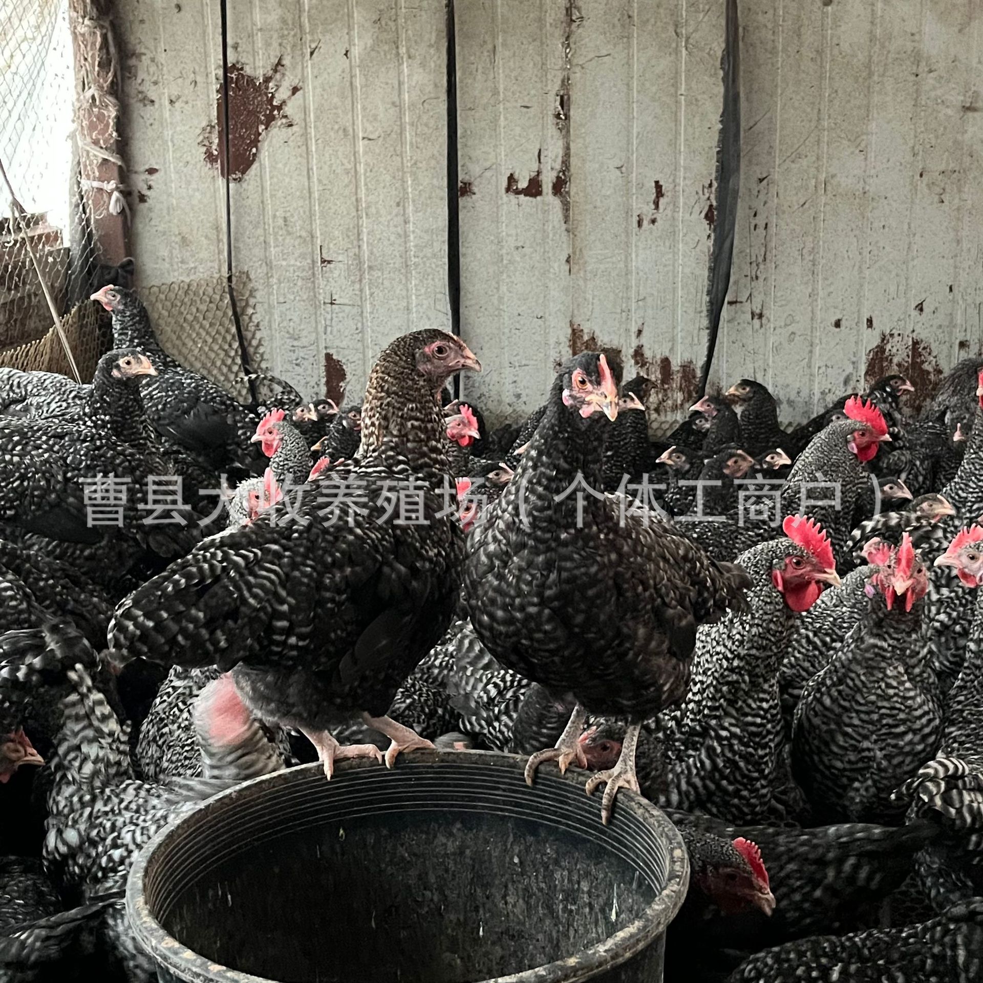 出售脱温黑芦花鸡幼苗绿壳蛋鸡芦花鸡蛋价格芦花鸡苗活体-阿里巴巴