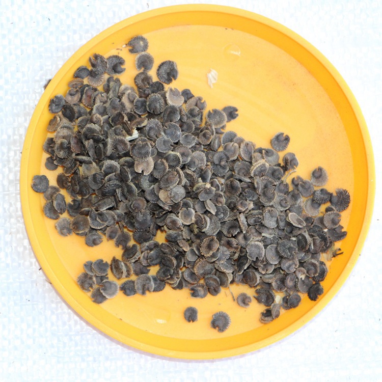 花卉雏菊种子 长命菊,延命菊 雏菊种子 厂家直销 工程草花种子