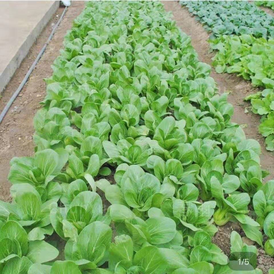 上海青四季蔬菜种子批发 上海青种子农田菜园可盆栽青菜菜籽