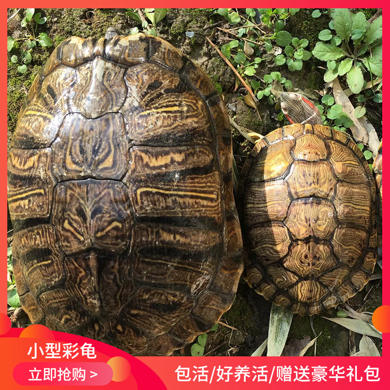 新款乌龟活体宠物小型彩龟 观赏养殖草龟红耳龟小彩龟单只1到4斤