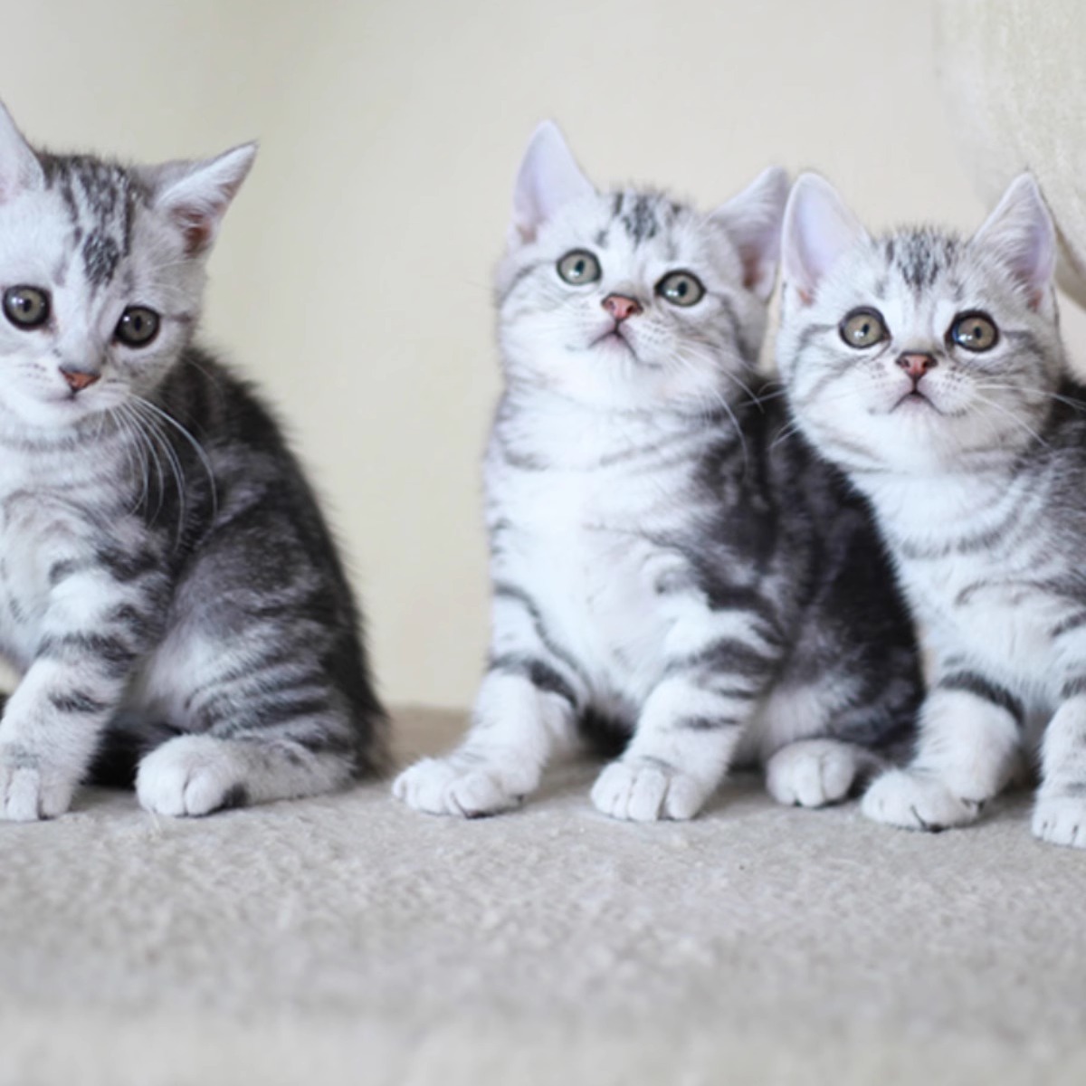 全国发货标斑加白起司虎斑美短矮脚猫美国短毛猫幼崽不掉毛宠物猫