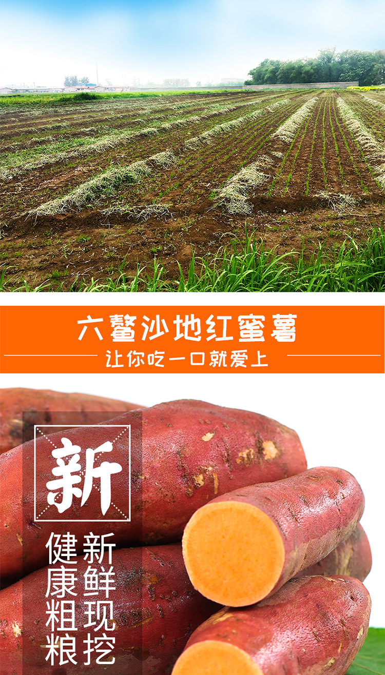 福建六鳌蜜薯 新鲜现挖漳州红心地瓜 沙地红薯软糯香甜西瓜红番薯