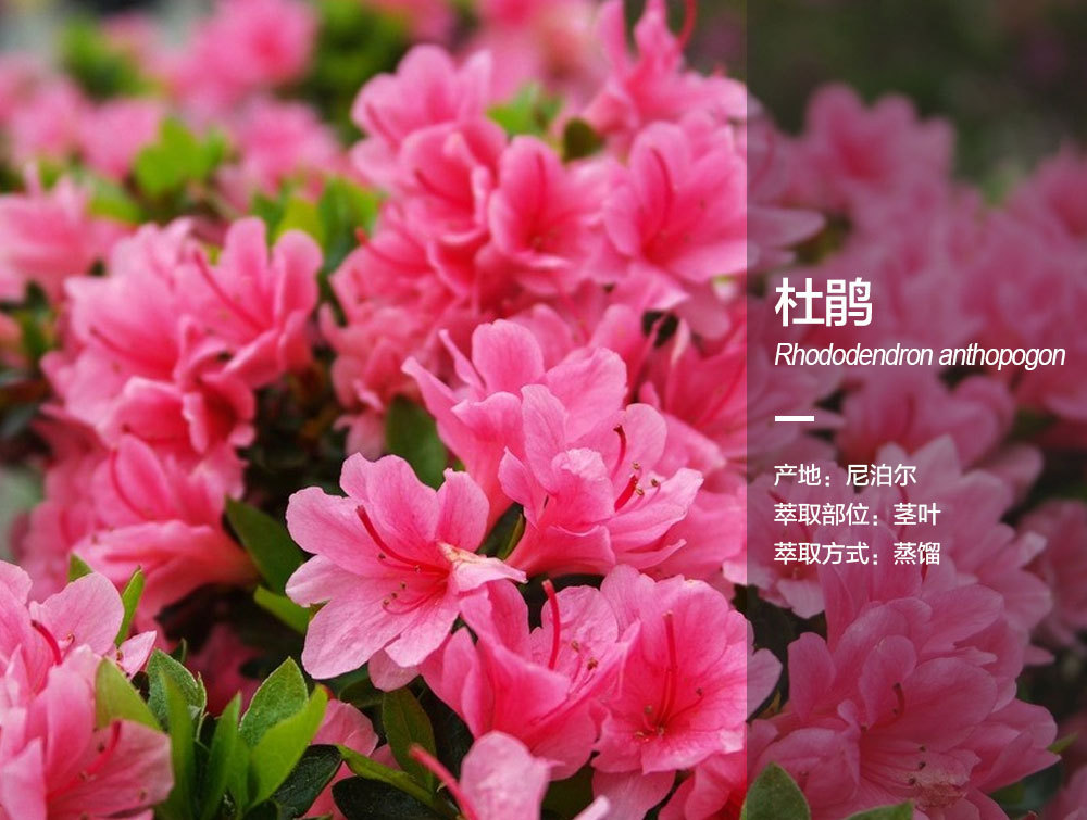阿甘树杜鹃精油rhododendron anthopogon