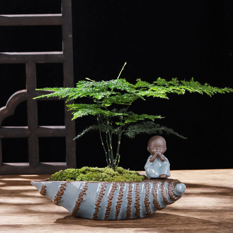 【小型盆栽】文竹哥窑陶瓷组合矮生云竹办公室桌面室内绿植吸甲醛