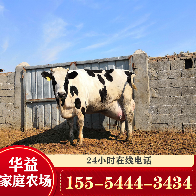 安徽奶牛养殖场 3-6个月牛苗 奶牛多少钱一头 山东养牛场