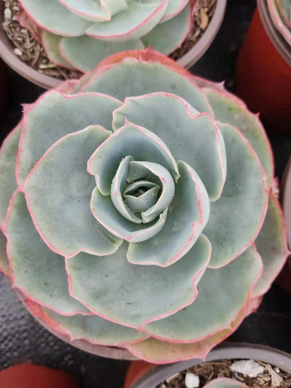 天羽多肉 达芬奇密码 1件20盆160元包邮 云南发货