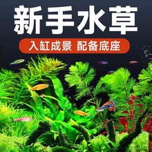 活体水草植物鱼缸造景水培植物真草蜈蚣竹节宫廷草中后景阴性水草