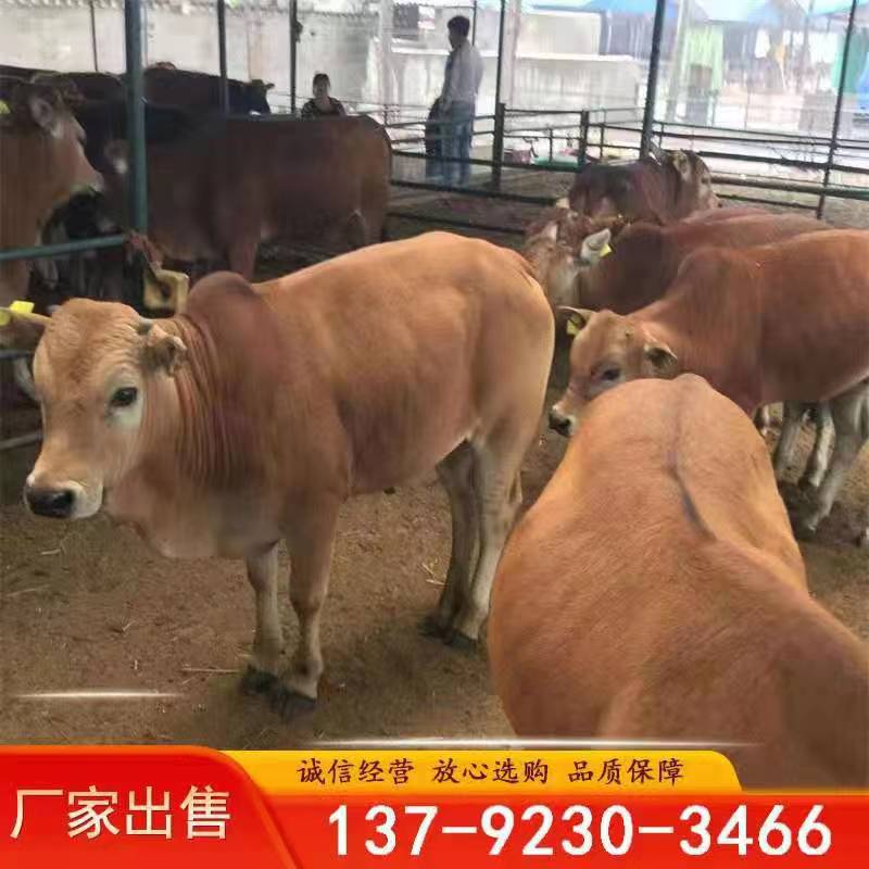 小黄牛养殖场 黄牛 江西黄牛价格 小牛苗 鲁西黄牛牛犊价格-阿里巴巴