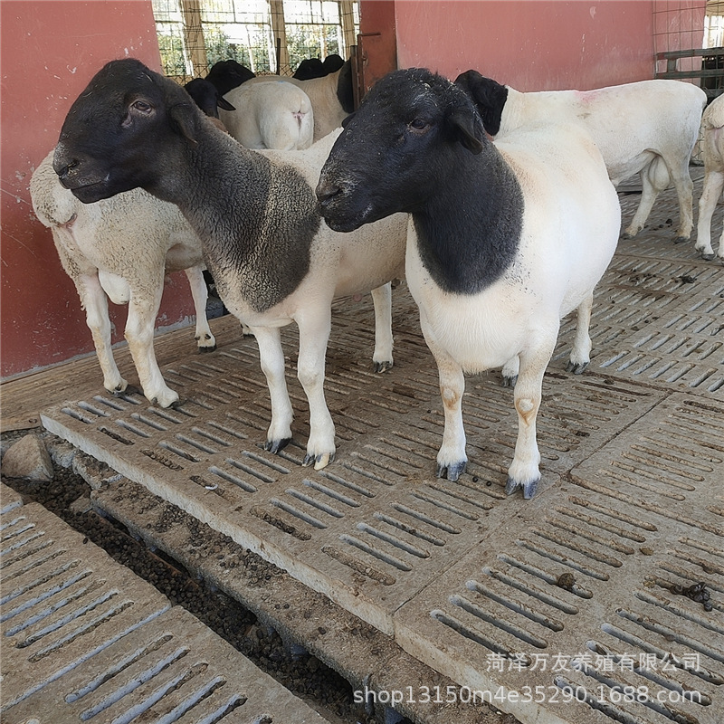 杜泊绵羊种公羊多少钱一只 澳洲白活羊 萨福克基础母羊 小羊羔