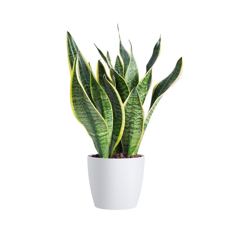 金边虎皮兰盆栽绿植办公室内四季常青虎尾白玉兰花卉多肉水培植物