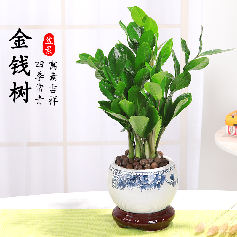 金钱树盆栽植物室内钱串子招财客厅办公室绿植花卉四季好养发财树