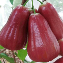 海南黑金刚莲雾应季孕妇水果新鲜脆甜多汁特大果现摘现发顺丰空运