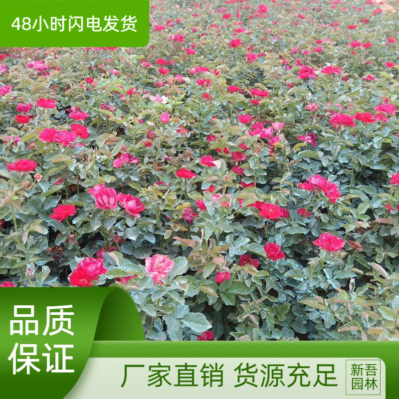 月季工程绿化红帽子微型月季 黄帽子灌木月季花 庭院盆栽地栽月季