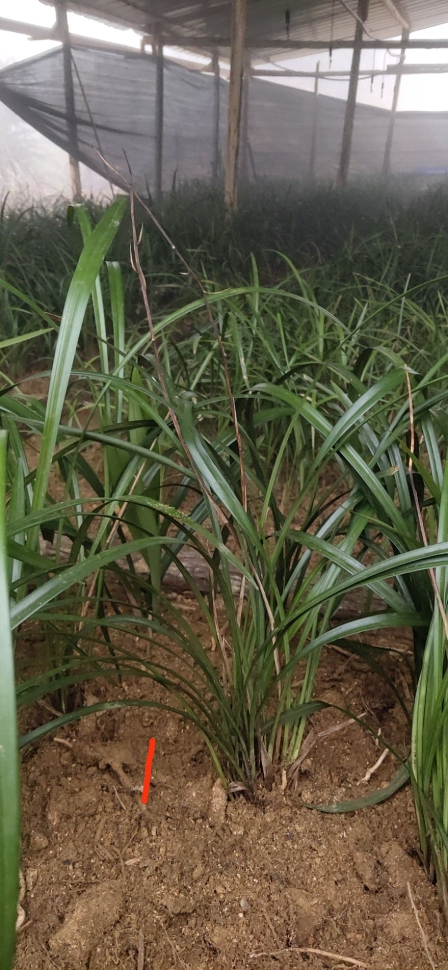 云南兰花苗大阔叶寒兰浓香高大型美观植物盆栽花卉易种植兰花香花