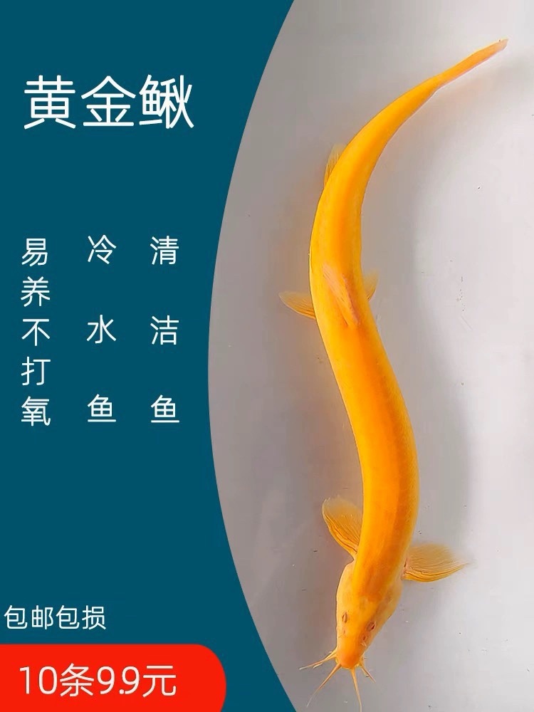 黄金泥鳅观赏鱼工具鱼垃圾鱼金龙冷水淡水耐活好养观赏发财风水鱼