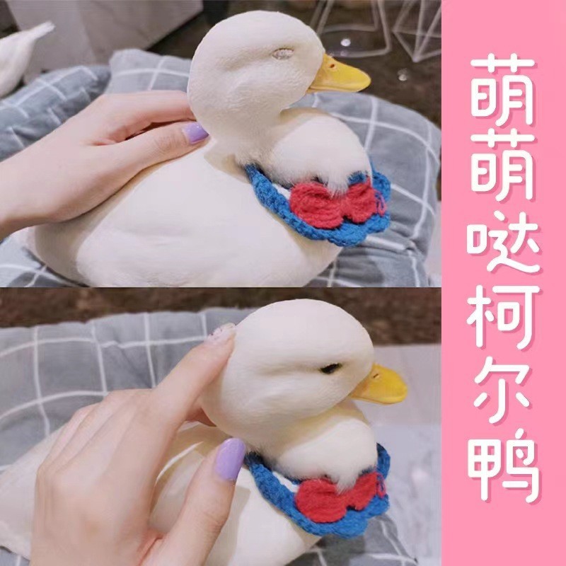 柯尔鸭幼崽小黄鸭可爱宠物鸭网红活体奶盖柯尔鸭活苗儿童小宠物鸭