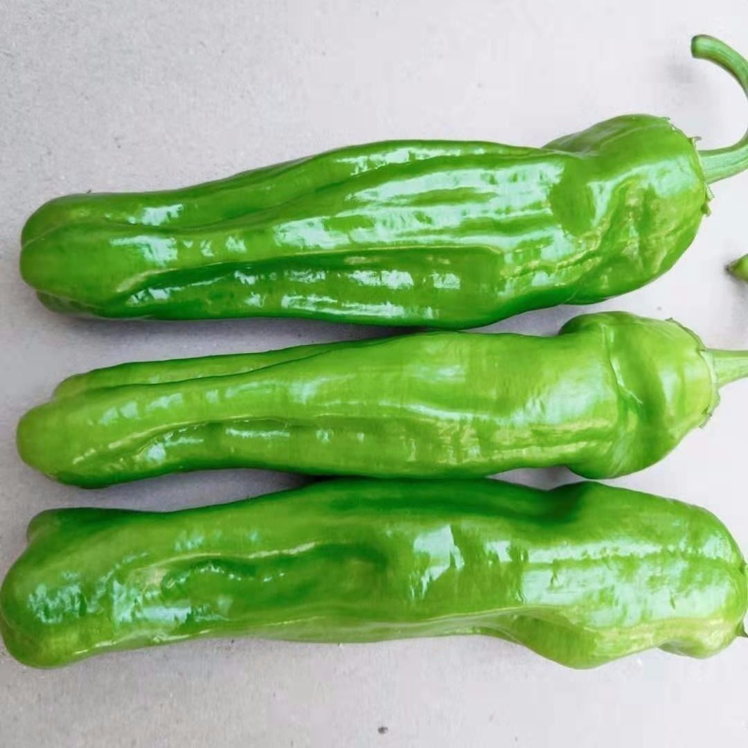 带箱6斤包邮苏北薄皮青椒新鲜青辣椒微辣青椒应季时令蔬菜