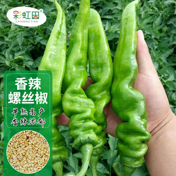 香辣螺丝椒种子高产辣椒籽春秋四季农家大田超辣青椒种孑支持代发