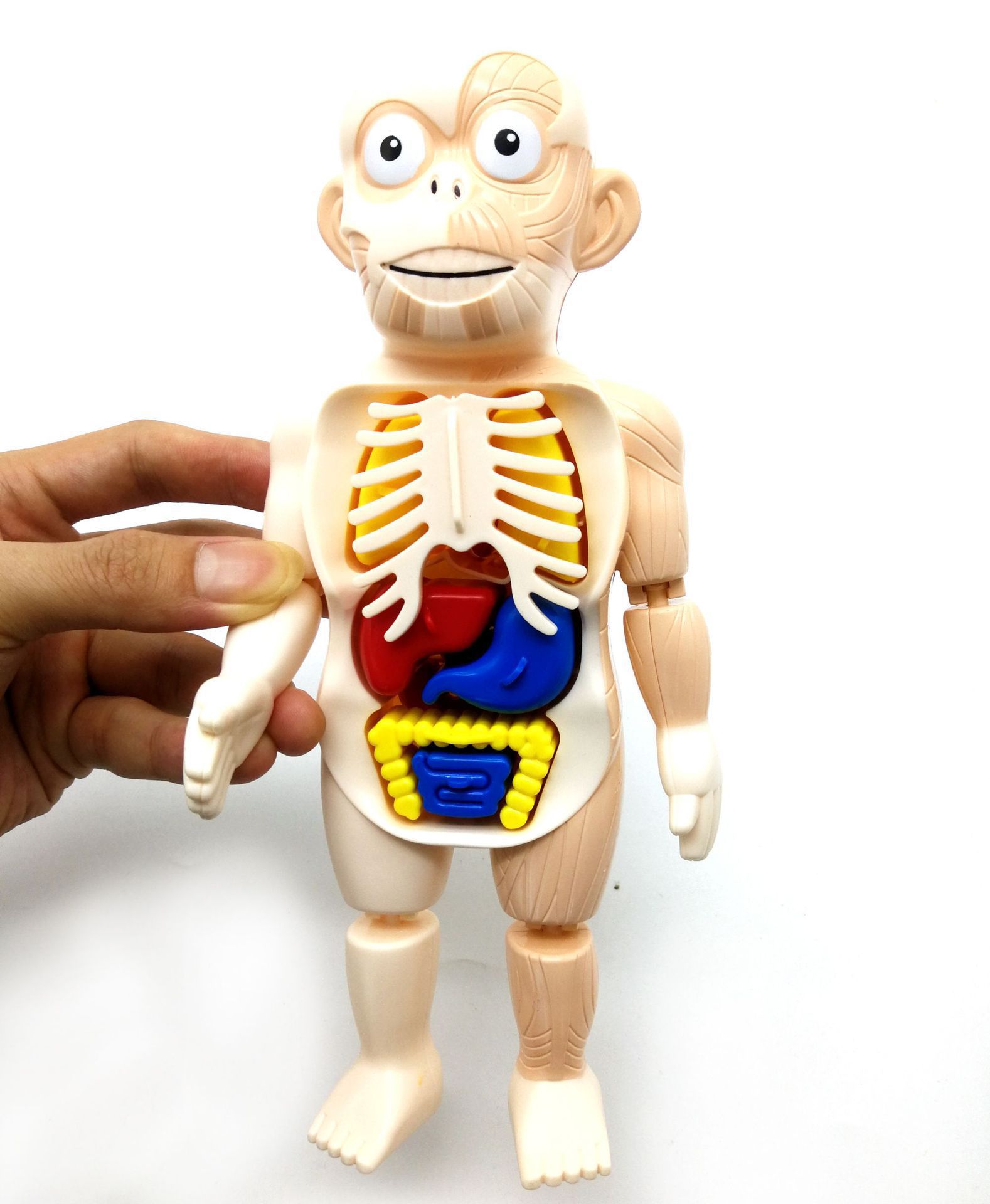 新款人体器官智力玩具人体结构配对科学教育玩具动手动脑儿童玩具
