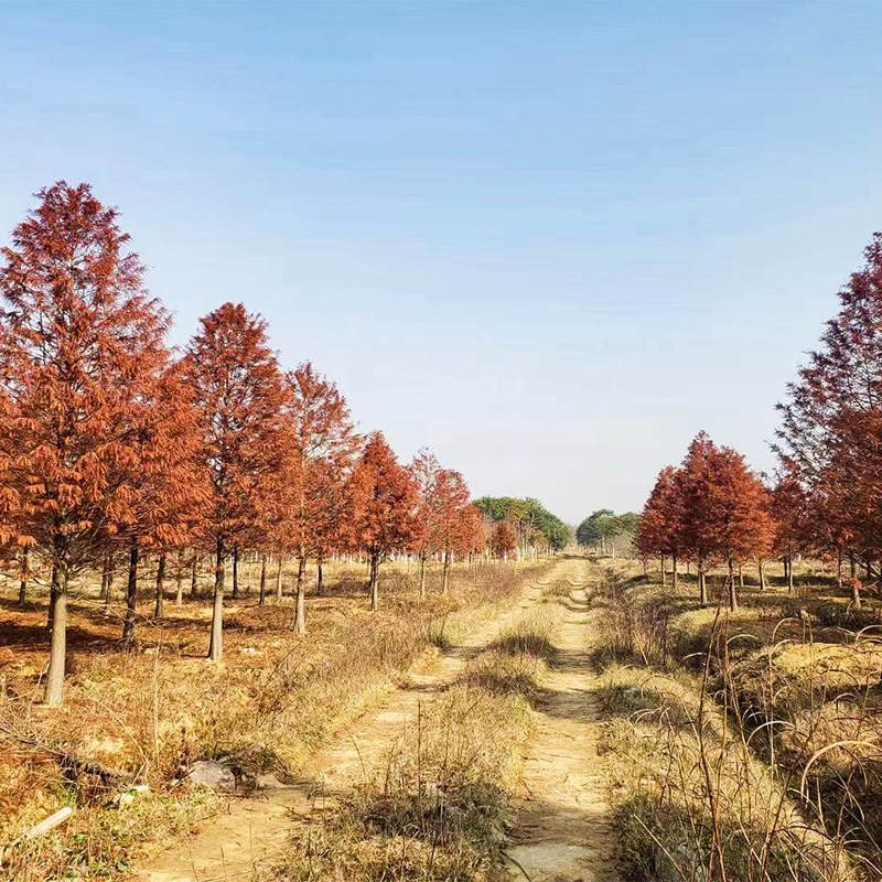 【水杉】湖南植被基地直供水杉园林绿化工程庭院植被种植树木批发