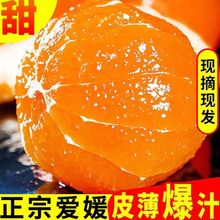 【现货现摘】四川爱媛38号果冻橙当季薄皮鲜甜多汁水果批发代发