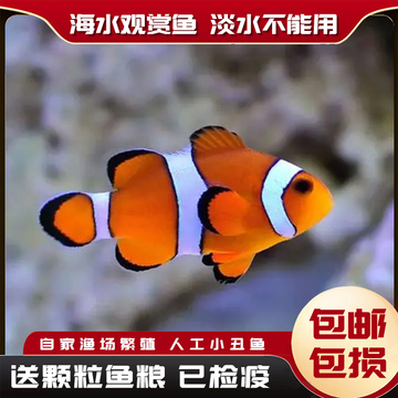ly人工小丑鱼公子小丑奥黑黑冰白金渔场繁殖尼莫nemo活体海洋观赏