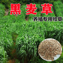 耐寒黑麦草子种籽四季多年生牧草养殖鸡鸭鹅猪牛羊鱼草孑四季常青