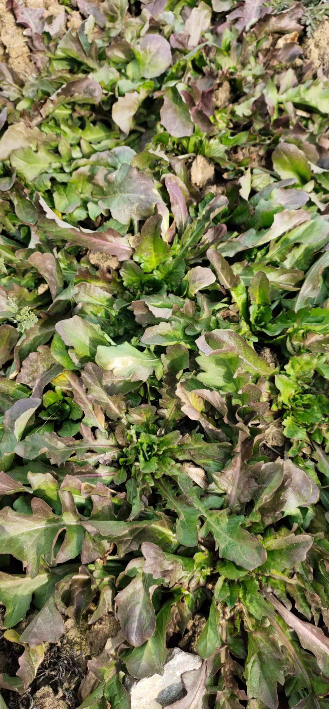 河南新鲜蔬菜现挖荠荠菜野菜馄饨饺子包子春卷馅过冬荠荠菜