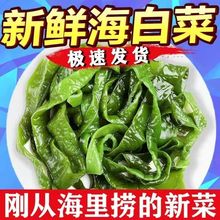 5斤盐渍海白菜裙带菜批发整箱海菠菜新鲜海桔梗火锅裙带菜梗段1斤