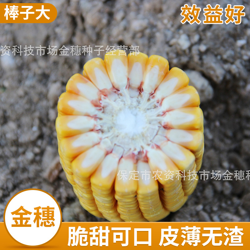 玉米种子批发 335散仔种植农业蔬菜玉米种子