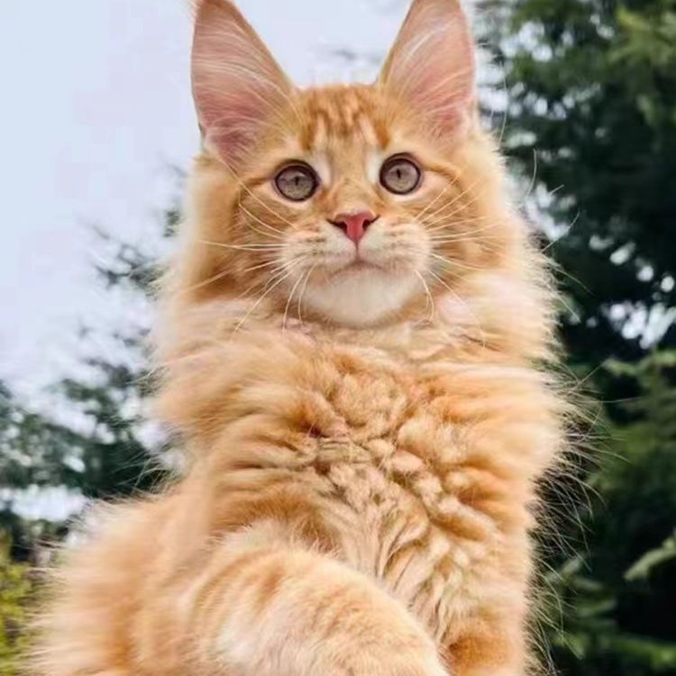 猫咪缅因猫活物幼崽红虎缅因幼猫活体烟熏缅因纯种德文猫活体幼猫