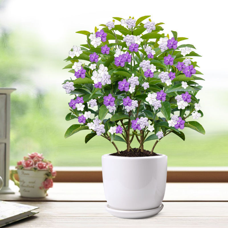 茉莉花盆栽双色苗四季开花的植物花卉绿植室内好养易活代发批发