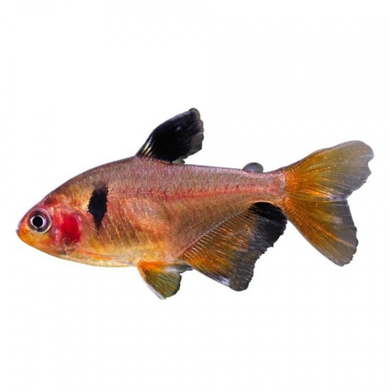 黑尾大勾鱼小型热带鱼活体扯旗灯鱼灯科鱼草缸群游鱼鱼苗观赏鱼