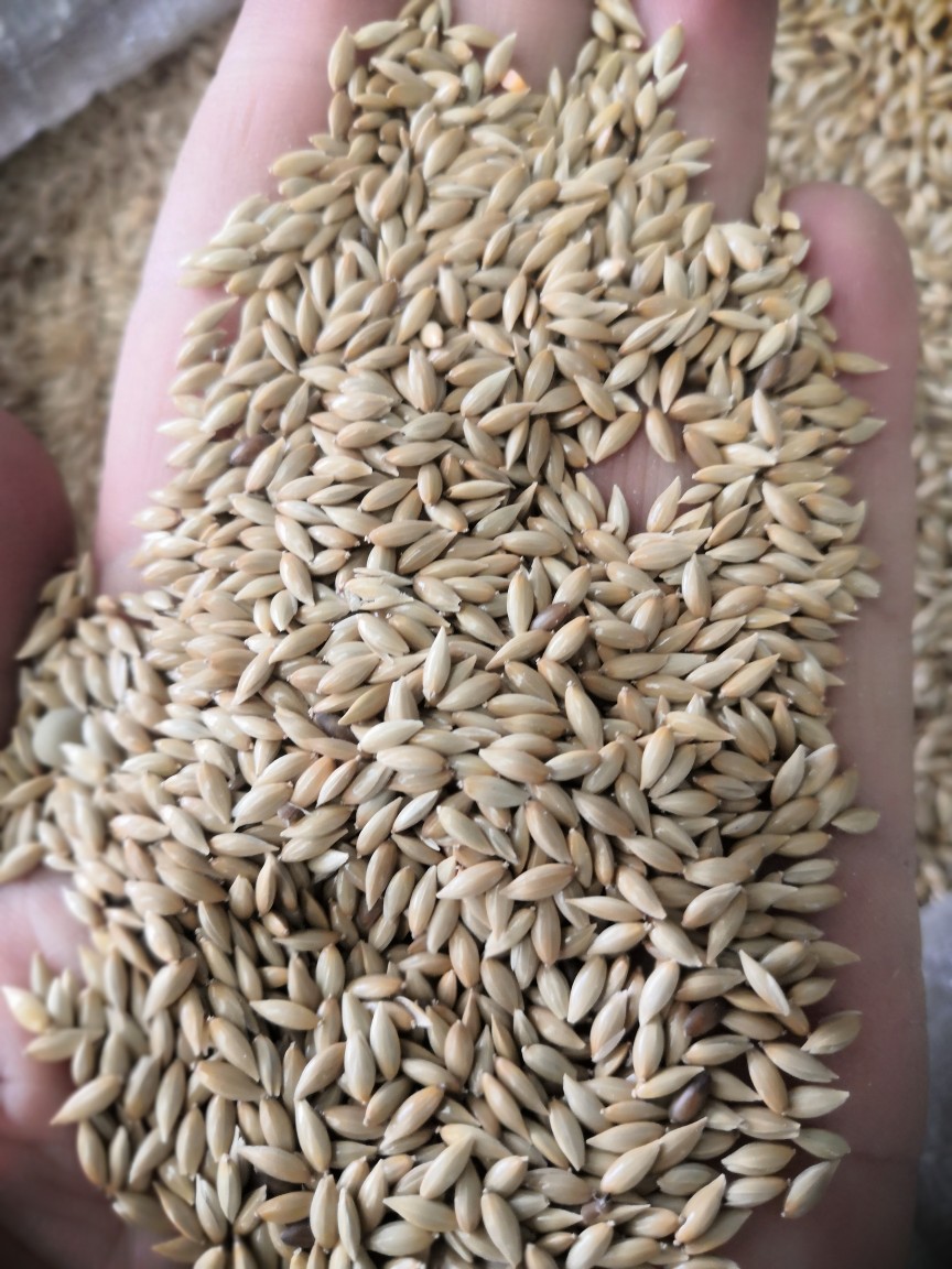 批发加纳利子白尖粟金丝雀籽宠物饲料粮食25kg