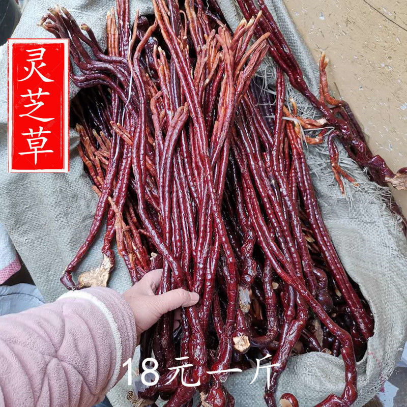 中药材 长白山特产 野生整枝灵芝草100g克包邮 又名鹿角灵芝 林芝