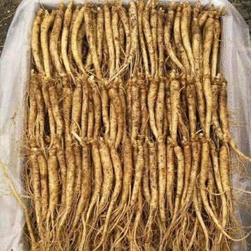 包邮新鲜人参500g6年根长白山鲜人参带土鲜参现挖现售-阿里巴巴