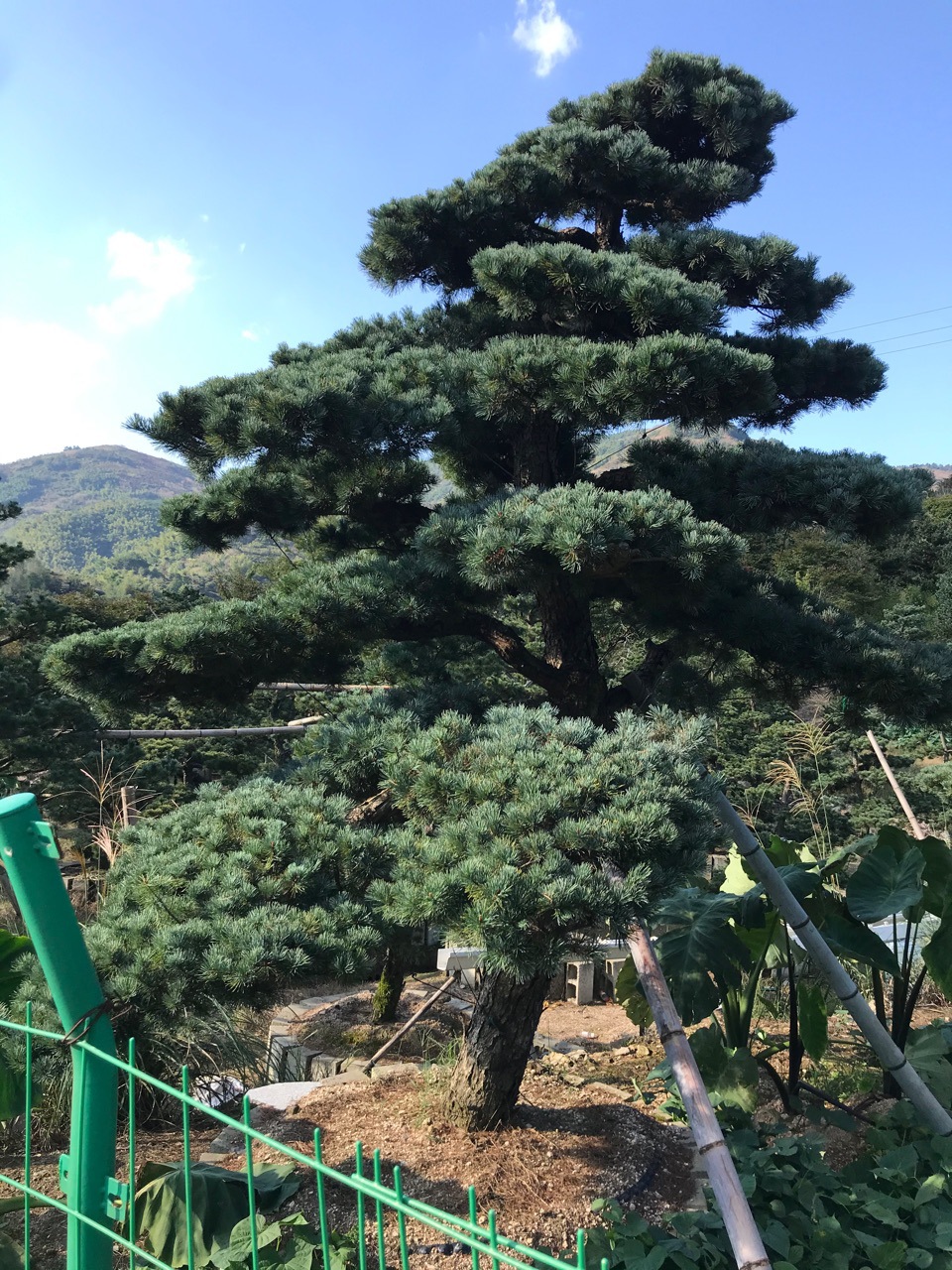 造型五针松 成都五针松造型