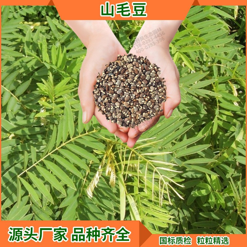 植物种子路铁路护坡绿化树 木种子大量现货灌木公白灰山毛豆种子