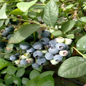 智力公爵蓝莓苗价格  智力杜克蓝莓苗基地批发 两年杜克蓝莓苗
