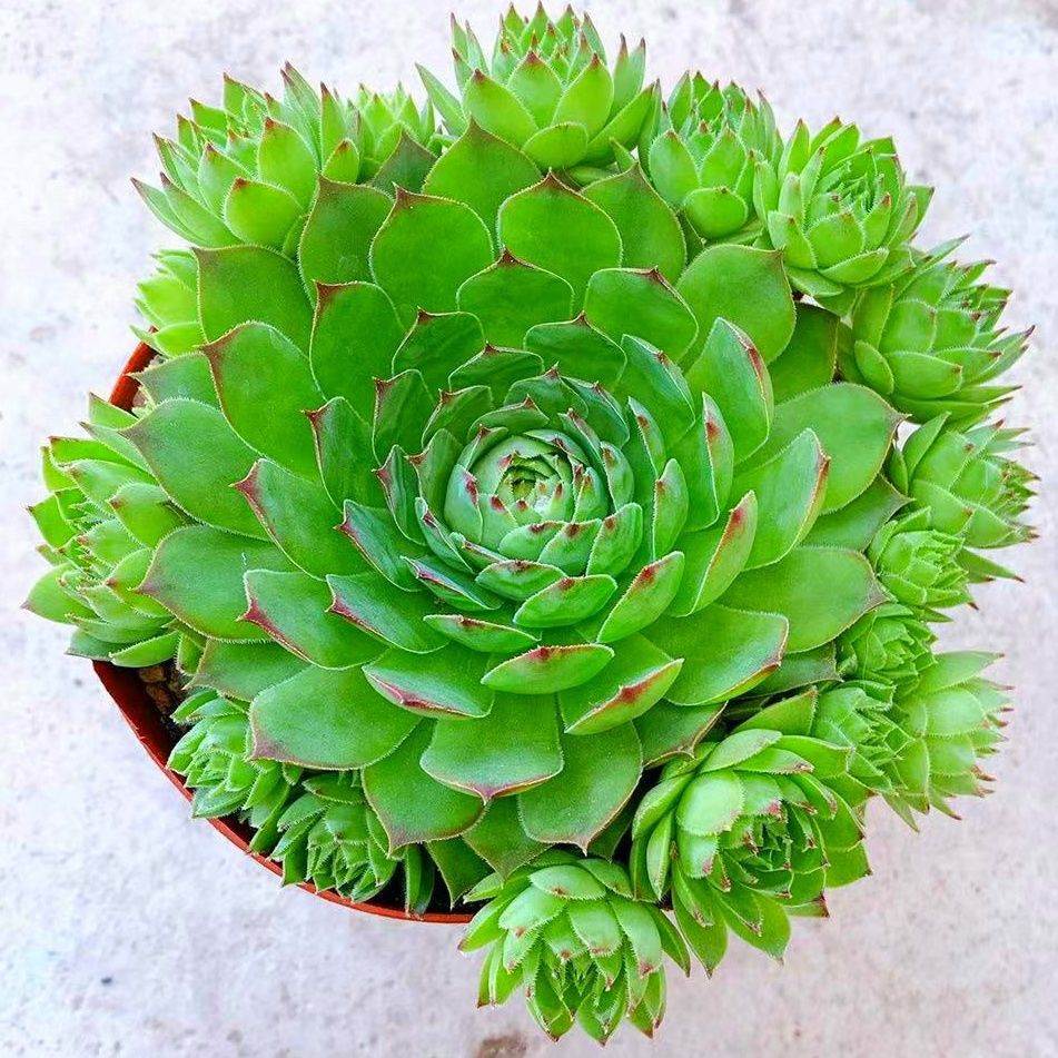 【原盆原土】观音莲多头群生多肉老桩舍内办公室盆栽植物防