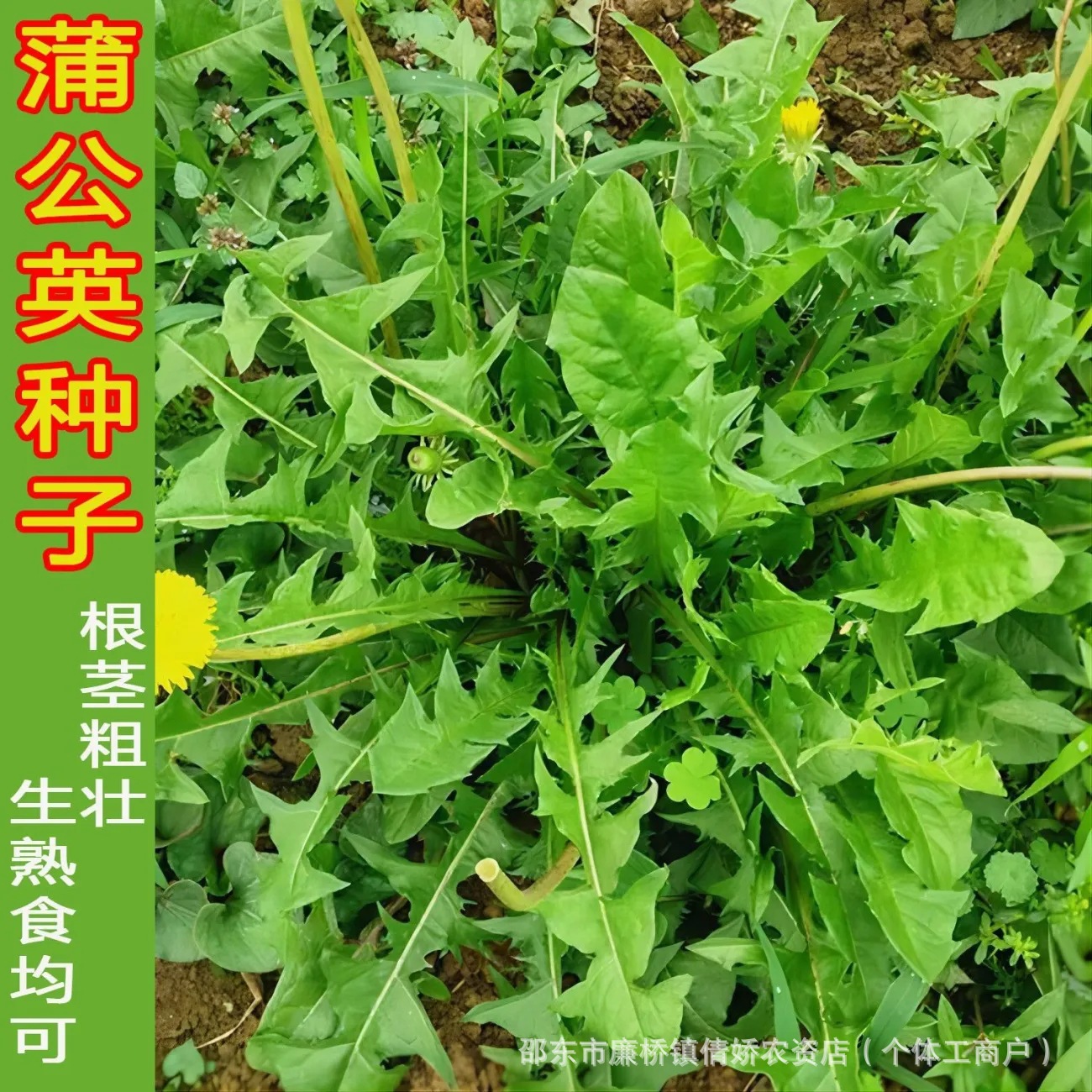 蒲公英种子种籽野生婆婆丁春秋野菜种孑种苗盆栽种植蔬菜四季食用