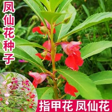 凤仙花种籽重瓣四季播种室内阳台盆栽学生种植实验易活指甲花种子